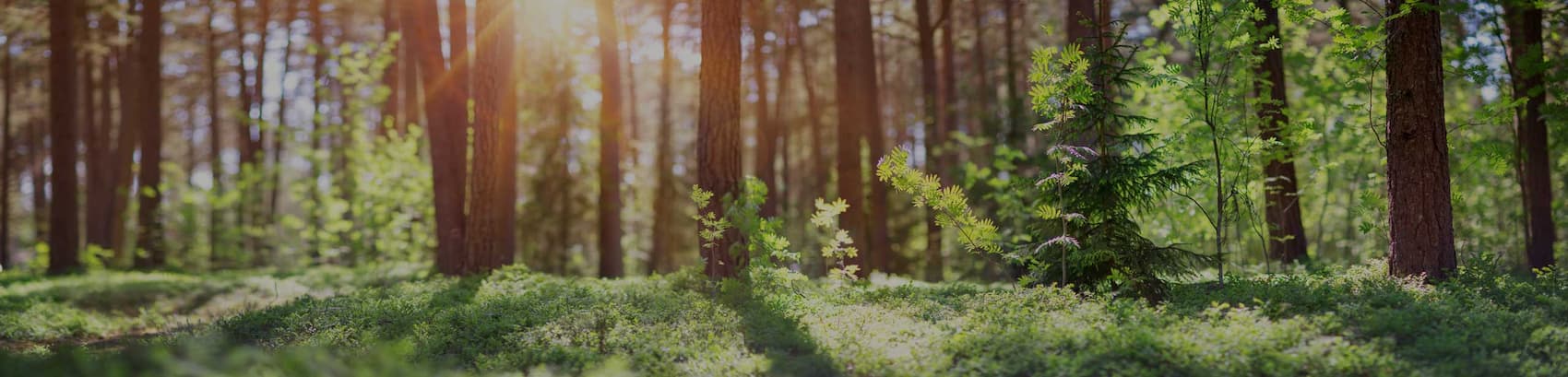 Stringo sustainability, environmental policy, climate